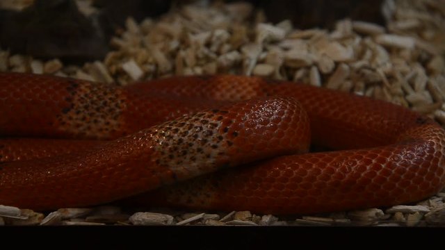 Honduran milk snake The color is very bright, the pattern consists of alternating bands of red, black, light yellow or white. Its range extends from Canada to South America.