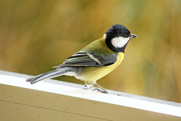 Fototapeta premium petite mésange