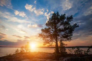Fototapeta na wymiar Pine tree and beautiful sunset