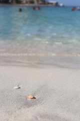 Sea shells on the sand. Sea shore. Beach