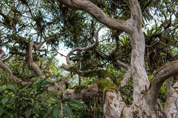 Guava tree with moss and plants on it