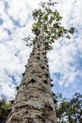  Tree with thorns