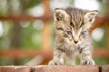 white gray puppy cat with blue eyes portrait