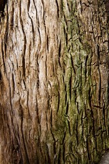 Tronco d&rsquo;albero close up. Texture.