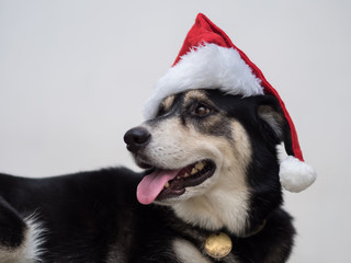 The Santa Claus dog is curious with something she heard.  Anyway, she is still happy with from her looking and her smiling mouth