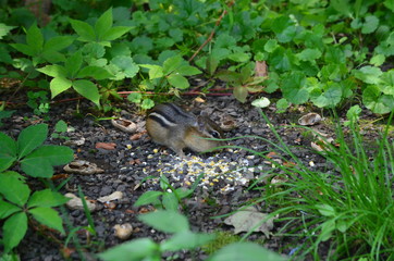 A Chipmunk eating cracked corn