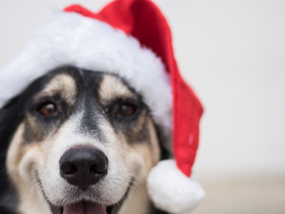 The selective focus on a nose of the cute dog with the red Santa Claus hat. This dog is kind of happy with her smile during Christmas time