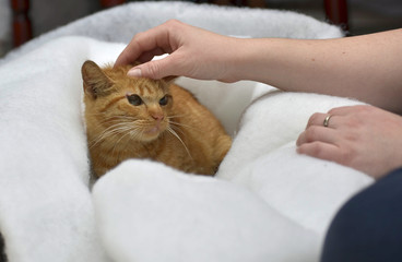 Fototapeta na wymiar Rudy kot głaskany przez rękę kobiety w domu.