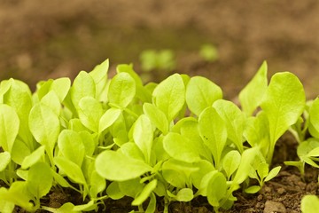 Insalata, lattuga primaverile coltivata in piccola serra hobbystica