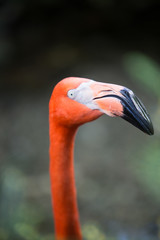 Fototapeta premium Birds of Florida