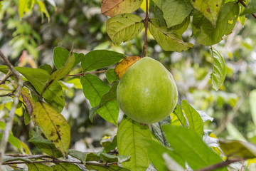 Araza fruit and plant