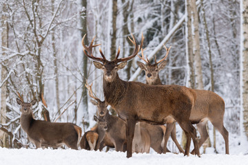 Naklejka na ściany i meble Herd Of Red Deer Stag In Winter.Winter Wildlife Landscape With Herd Of Deer (Cervus Elaphus). Deer With Large Branched Horns On The Background Of Winter Birch Forest.Trophy Stag Close-Up,Artistic View