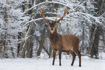 Naklejka na ściany i meble Let it snow: Red Deer Stag (Cervus Elaphus) With Great Horns Stands And Looks At You Against A Snowy Forest And Snowflakes. Red Deer ( Cervidae ) During A Heavy Snowfall. Deer And Snowflakes