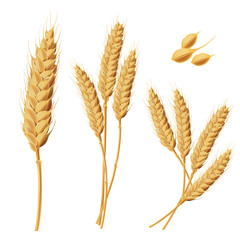 Set of vector illustrations of wheat spikelets, grains, sheaves of wheat isolated on white background. Template, print, design element.