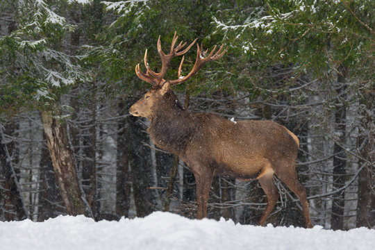  Red Deer Stag (Cervus Elaphus) With Great Horns Stands Sideways Against A Snowy Pine Forest And Snowflakes. Red Deer ( Cervidae ) During A Heavy Snowfall With Poor Visibility. Let It Snow
