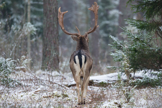 Adult Fallow Deer Buck, Goes Into The Forest, Back View. Majestic Powerful Adult Fallow Deer, Dama Dama, In Winter Forest, Belarus. Wildlife Scene From Nature, Europe.A Male Of Fallow Deer ( Daniel )