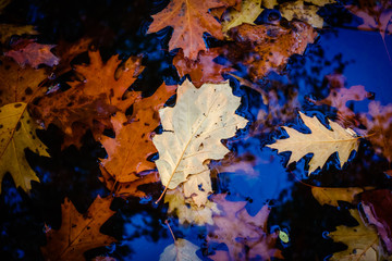 Fototapeta premium Autumn oak leaves in a lake
