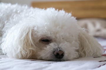 Bichon dog sleeping on a pillow