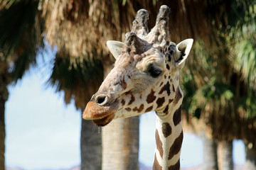 Fototapeta premium Close-up of the face of an adult Giraffe
