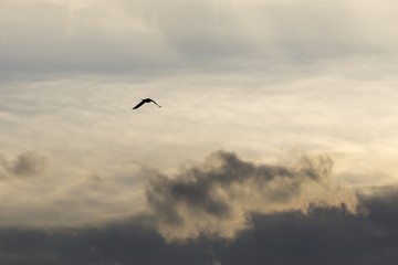 Bird flying on the sky during sunset. Slovakia