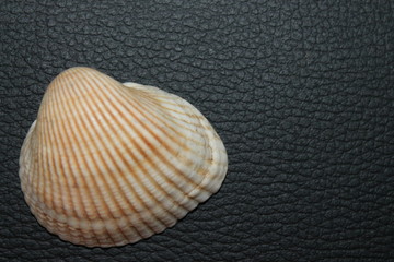 Ракушка на черном фоне