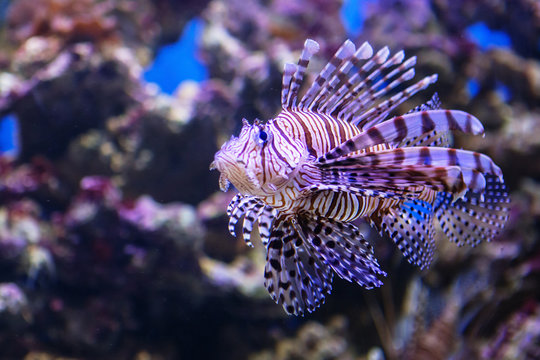 Fototapeta Pterois volitans. Red lionfish (Pterois volitans) aquarium fish. Beautiful and dangerous Lionfish