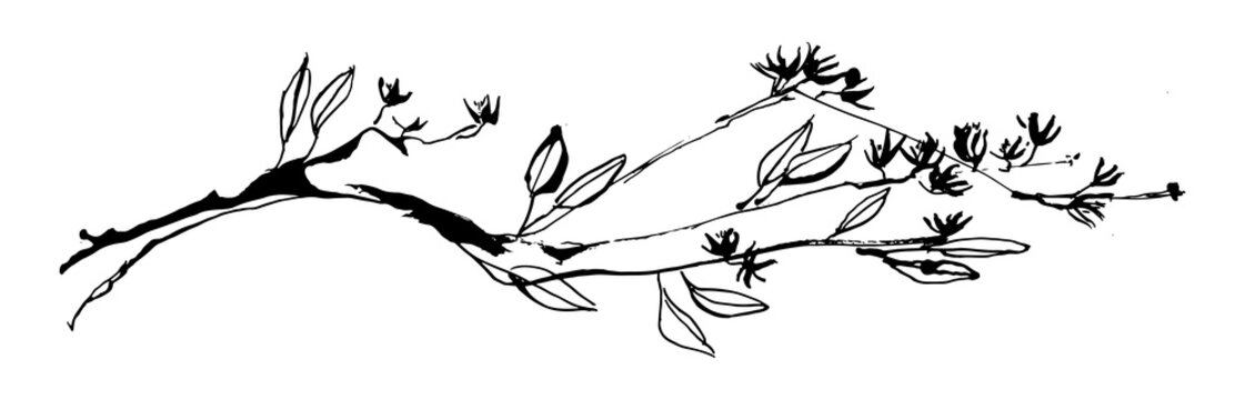 Hand drawn tree branch with leaves and flowers painted by ink. Grunge style vector illustration. Sketch black image on white background.