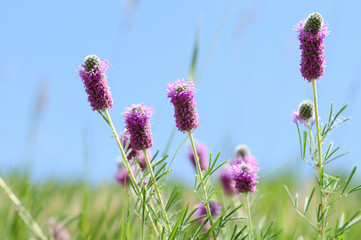 Wildflowers of Colorado  - Purple Prairie Clover Flowers, Dalea purpurea.