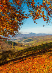bench near tall trees with red foliage on hillside in Carpathian mountains with high peak in the distance on sunny autumn day