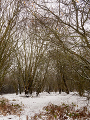 winter country meadow landscape snow covered trees