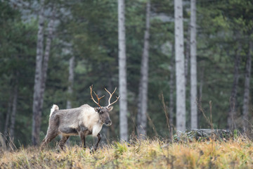 Un renne femelle marche dans une  forêt de pins. Rangifer tarandus.