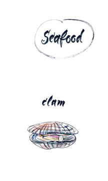 Opened clam, watercolor hand drawn, illustration