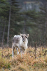 Obraz premium Faon de renne dans la végétation. Rangifer tarandus.