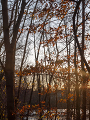 autumn sunset light through forest trees scene beauty landscape close up branches