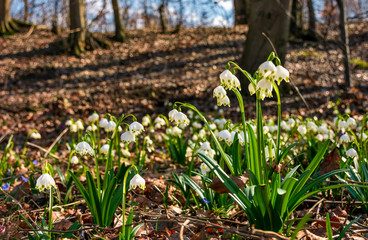 Beautiful blooming of White spring snowflake flowers in springtime. Snowflake also called Summer Snowflake or Loddon Lily or Leucojum vernum on a beautiful background of similar flowers in the forest