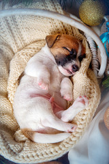 Puppy Jack Russell Terrier sleeping on a knit white blanket in basket at new year interior top view