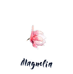 Flower of magnolia, watercolor hand drawn, illustration