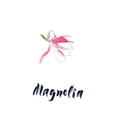 Flower of magnolia, watercolor hand drawn, illustration