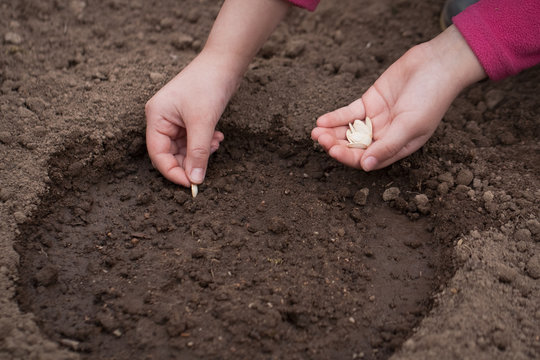 Child Hands Plant Seed Of Squash On Ground In Vegetable Garden Close Up. Spring Planting Of Vegetables.