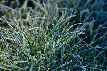 Gras im Winter 