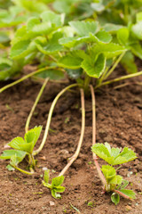 Bush Young Plant Runners Of Strawberry Grow On Ground In Garden Outdoor Close Up.