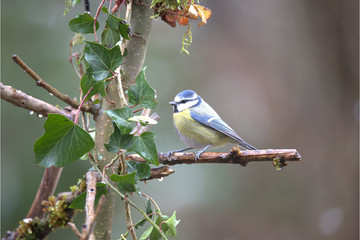 Blaumeise auf Ast
