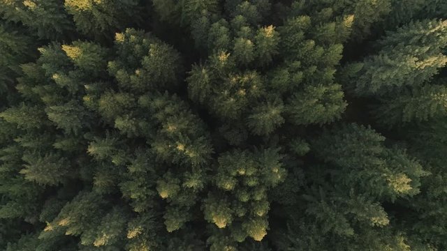 Slowly rising and rotating aerial shot of a thick forest, birdseye view looking straight down. Golden tips of trees from sunset.
