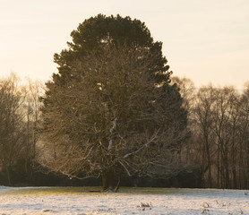 Frosty tree in field in winter