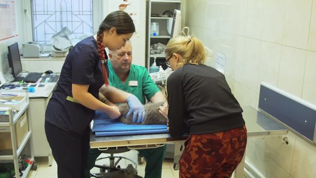 Veterinarian is preparing to examine the cat on ultrasound equipment.Cat in the veterinary clinic on the medical examination table.