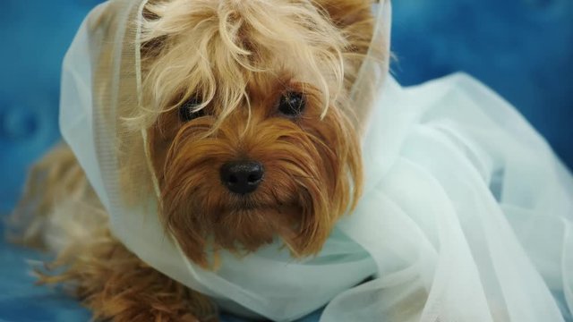 Cute Dog Yorkshire Terrier, Sits On A Blue Couch As A Bride In The Fot.