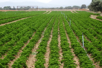 Fototapeta na wymiar Carrots plantation with sprinklers