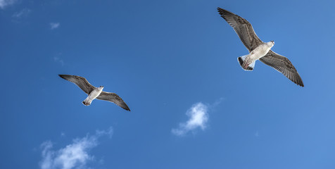 sea gull bird flying