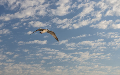 sea gull bird flying front view