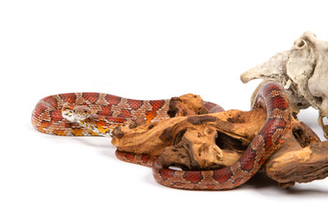  young boa constrictor on a white background.